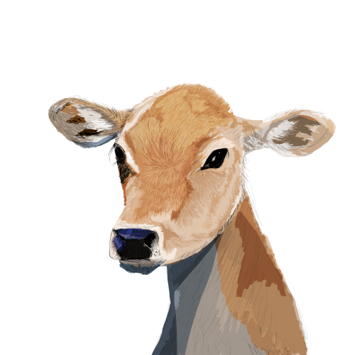 Jersey Calf Isolated